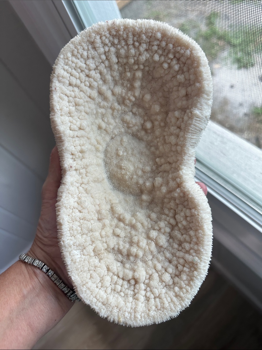Large Piece of Coral - Picture 7 of 7